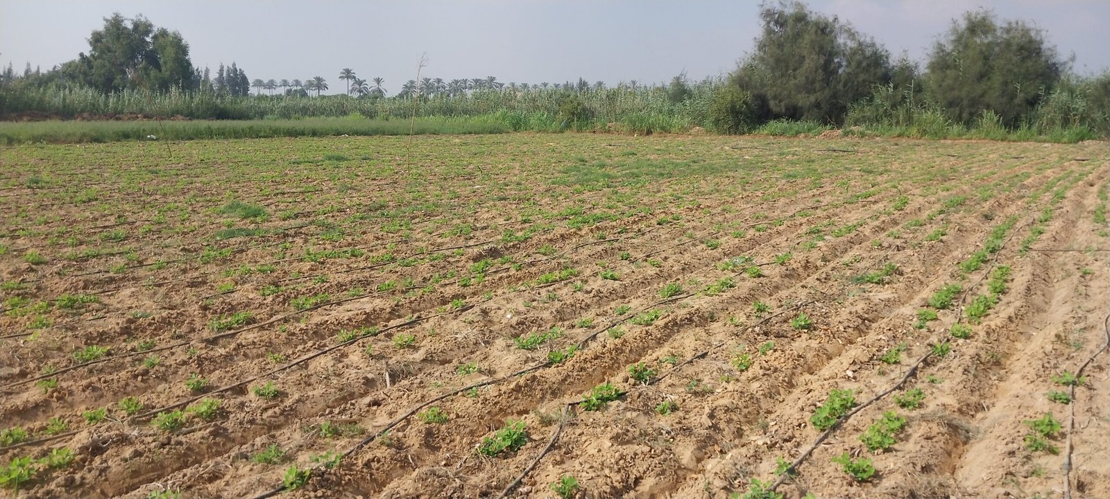 وجود بعض الحشائش بين نباتات الفول السوداني 