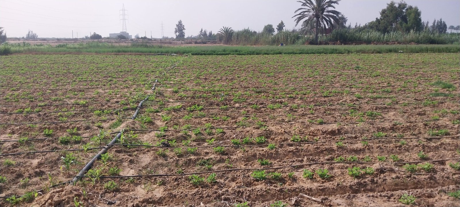 وجود بعض الحشائش بين نباتات الفول السوداني 