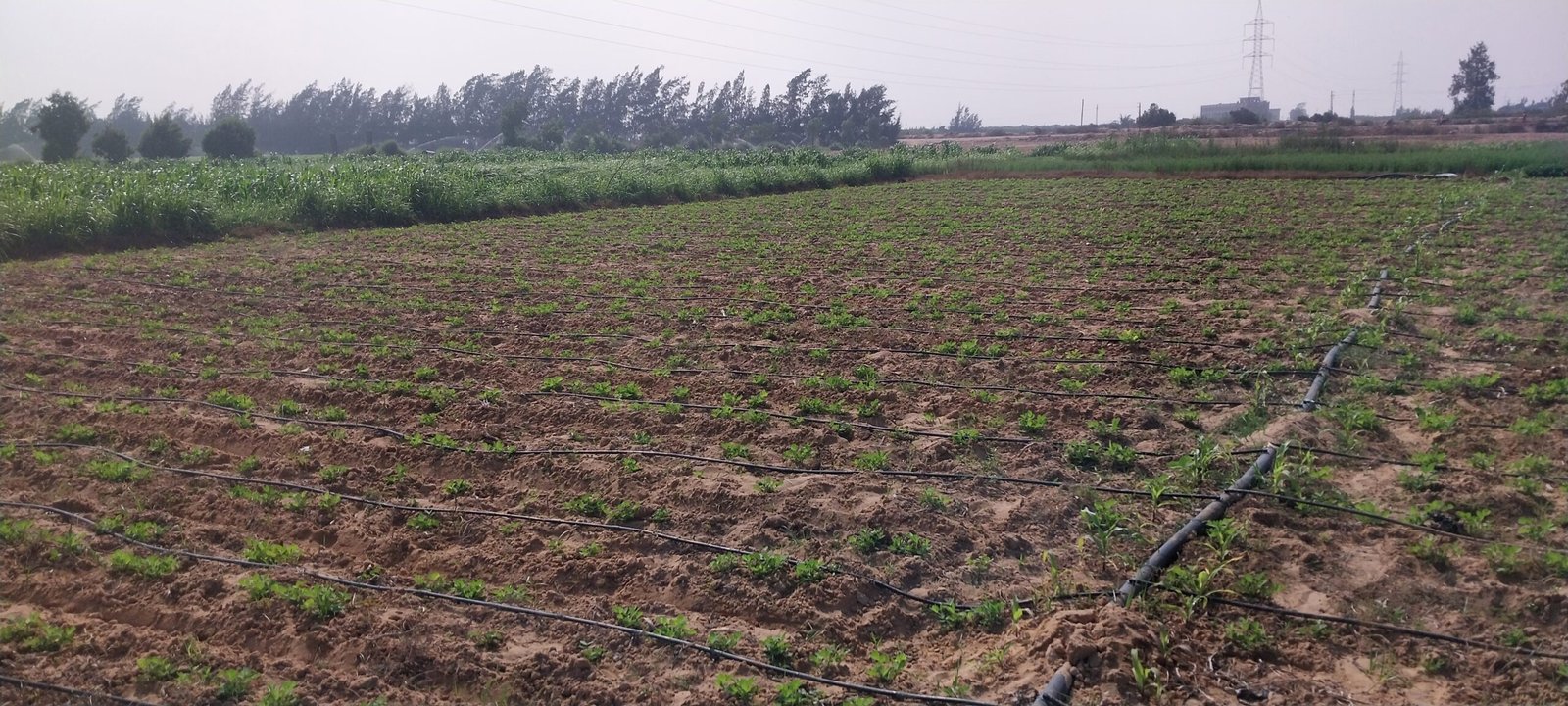 وجود بعض الحشائش بين نباتات الفول السوداني