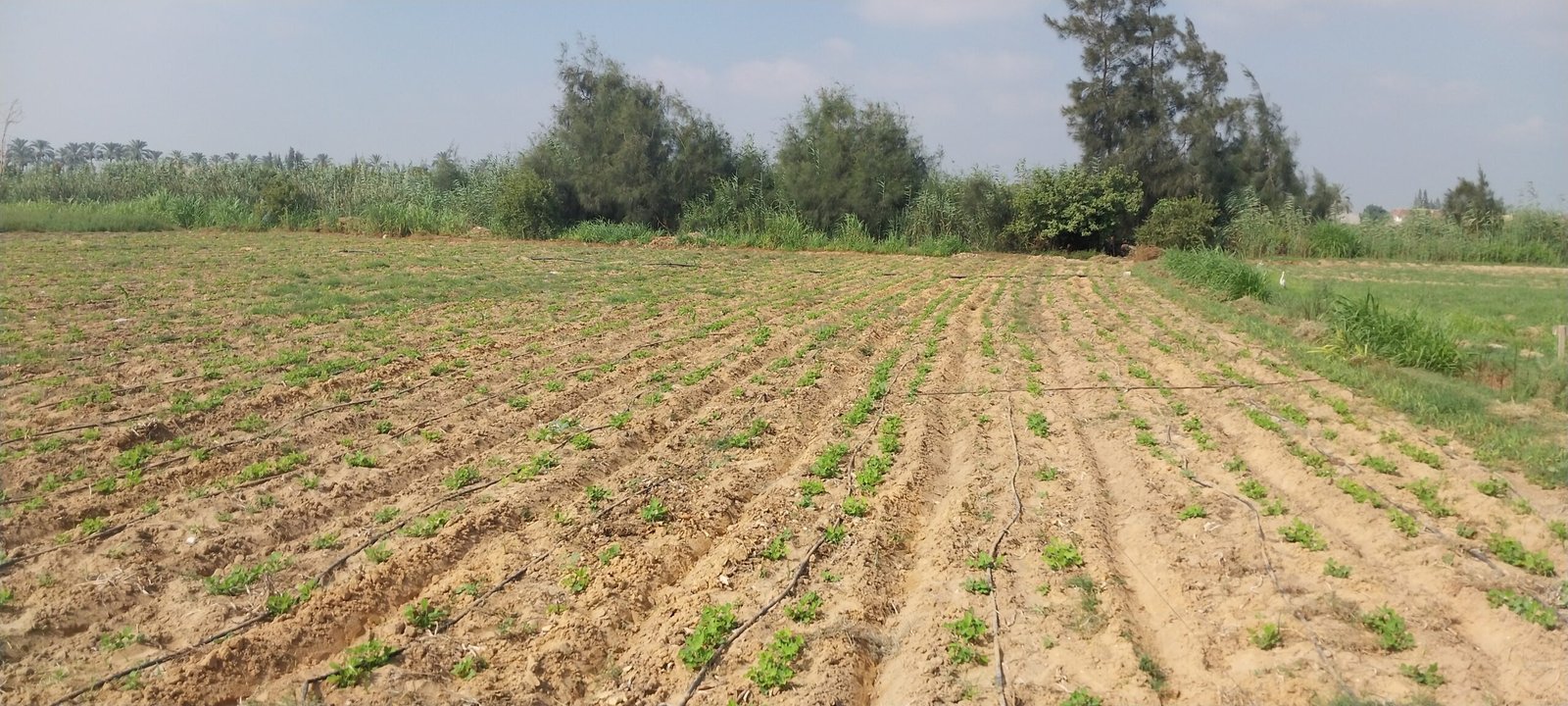 وجود بعض الحشائش بين نباتات الفول السوداني